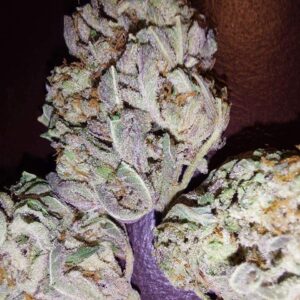 Köp Purple Haze Cannabis för kronisk smärta i Sverige