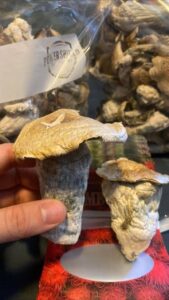 Köp psykedeliska svampar i Sverige