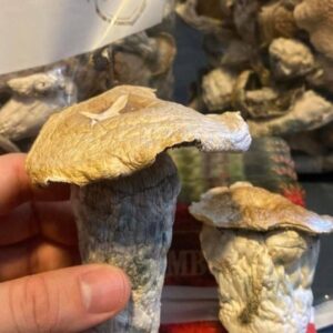 Köp psykedeliska svampar i Sverige